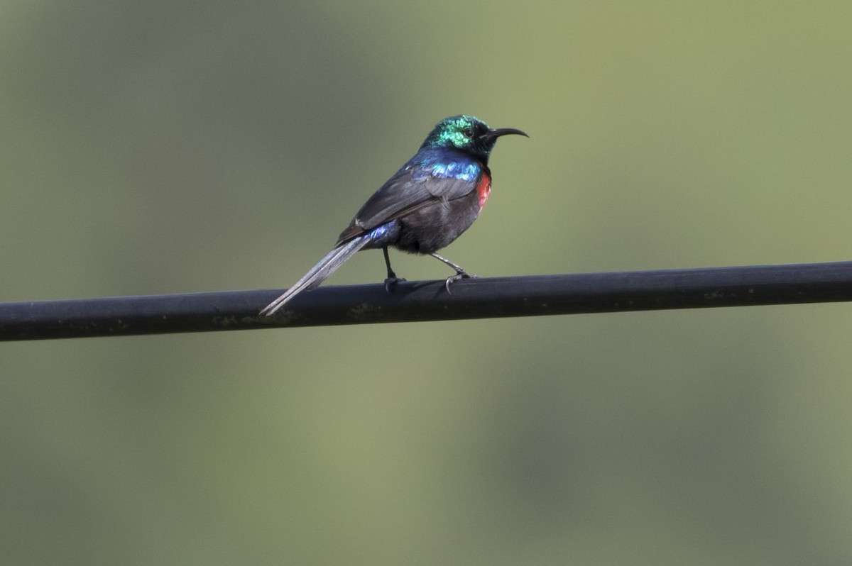 Red-chested Sunbird - ML79521141