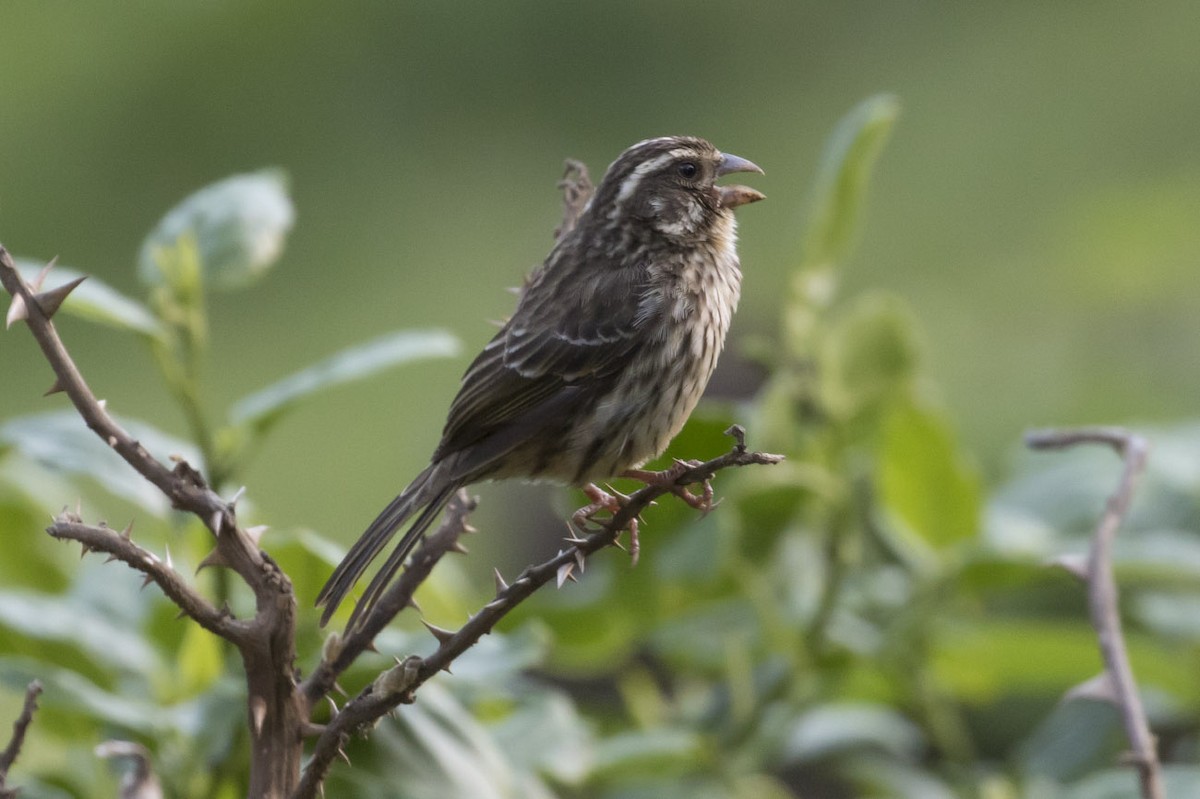 Streaky Seedeater - Michael Todd