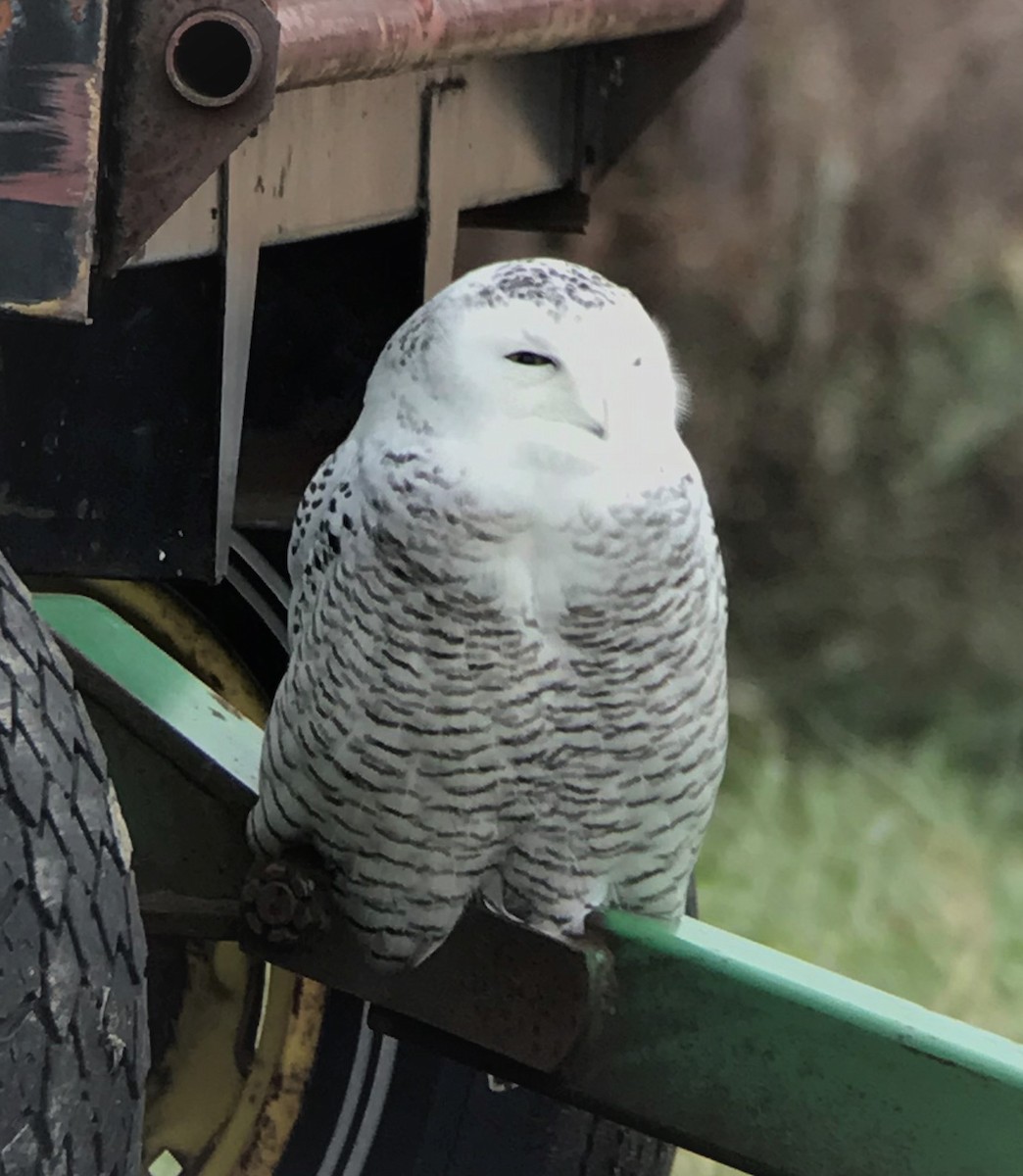Snowy Owl - Russ Ruffing