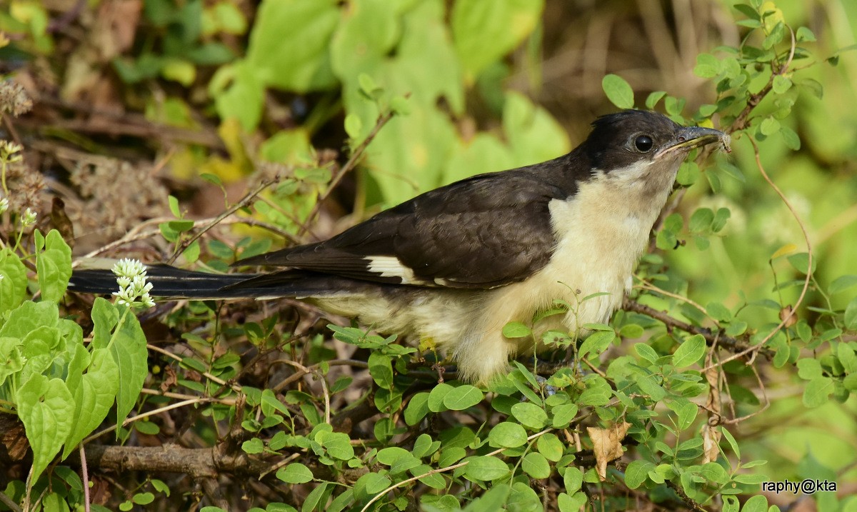 Pied Cuckoo - Anonymous