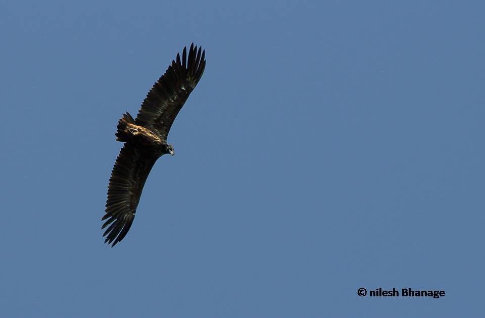 Cinereous Vulture - Nilesh Bhanage