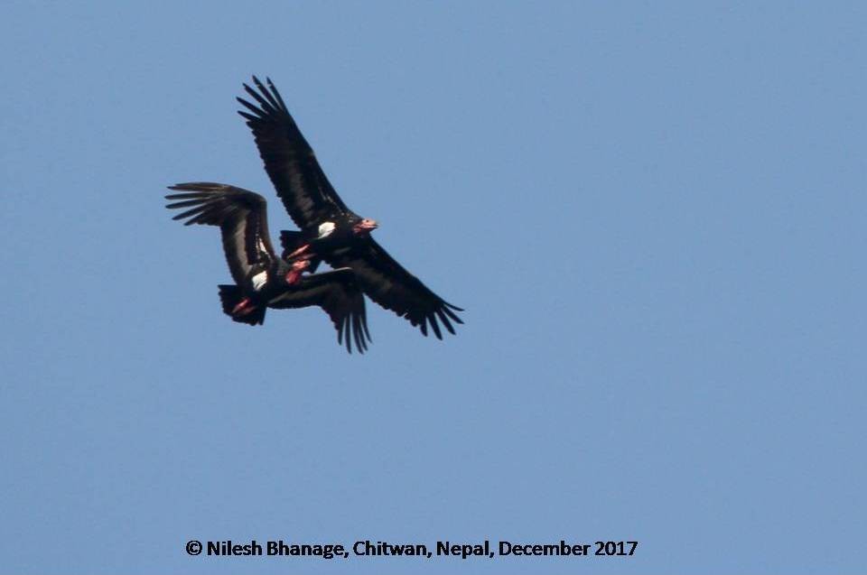 Red-headed Vulture - ML79525641