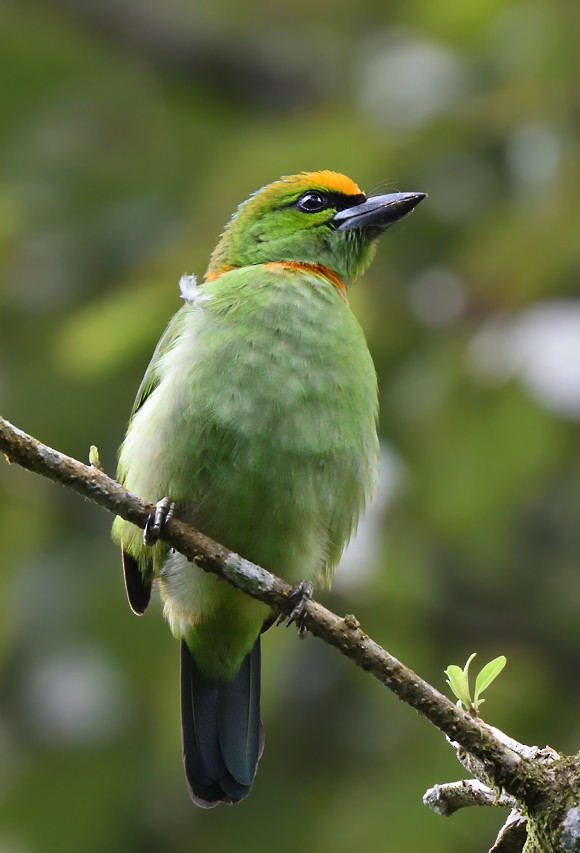 Flame-fronted Barbet - ML79527391