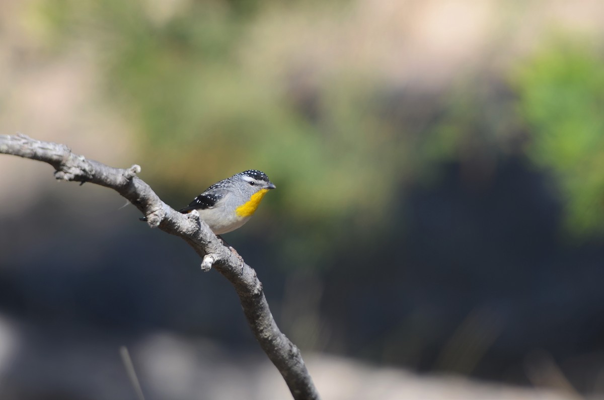 Spotted Pardalote - Dirk Tomsa
