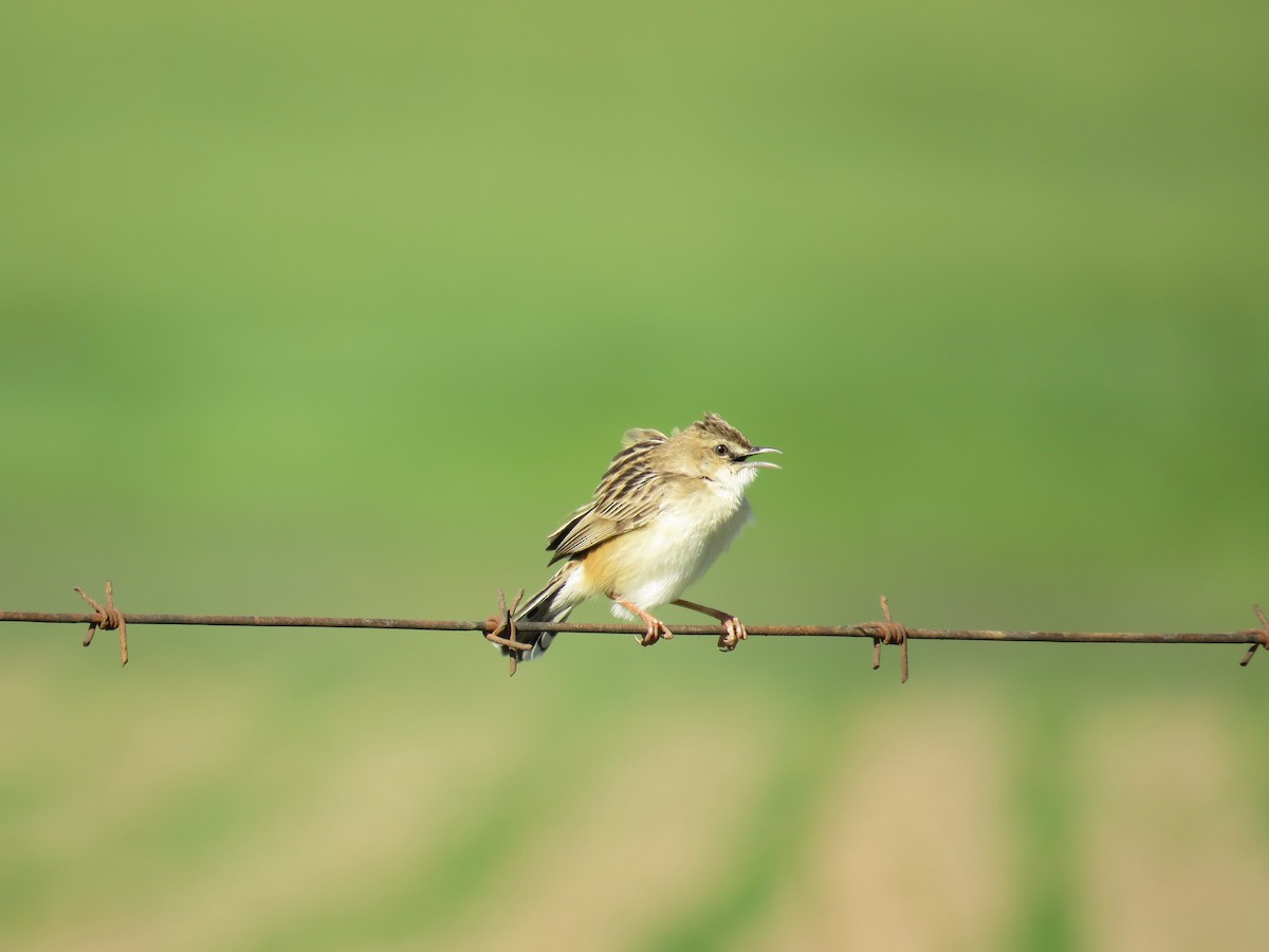 Wing-snapping Cisticola - ML79528921