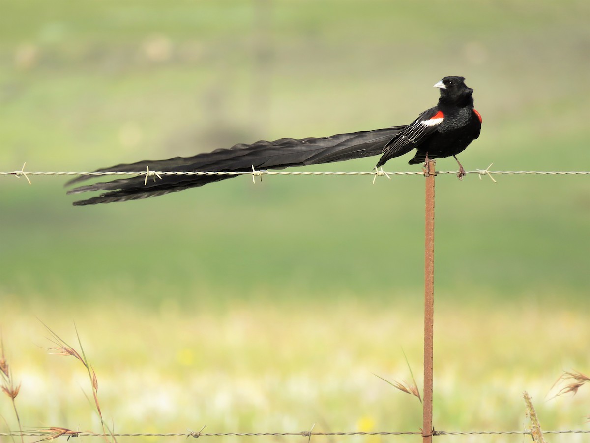 Long-tailed Widowbird - ML79529271