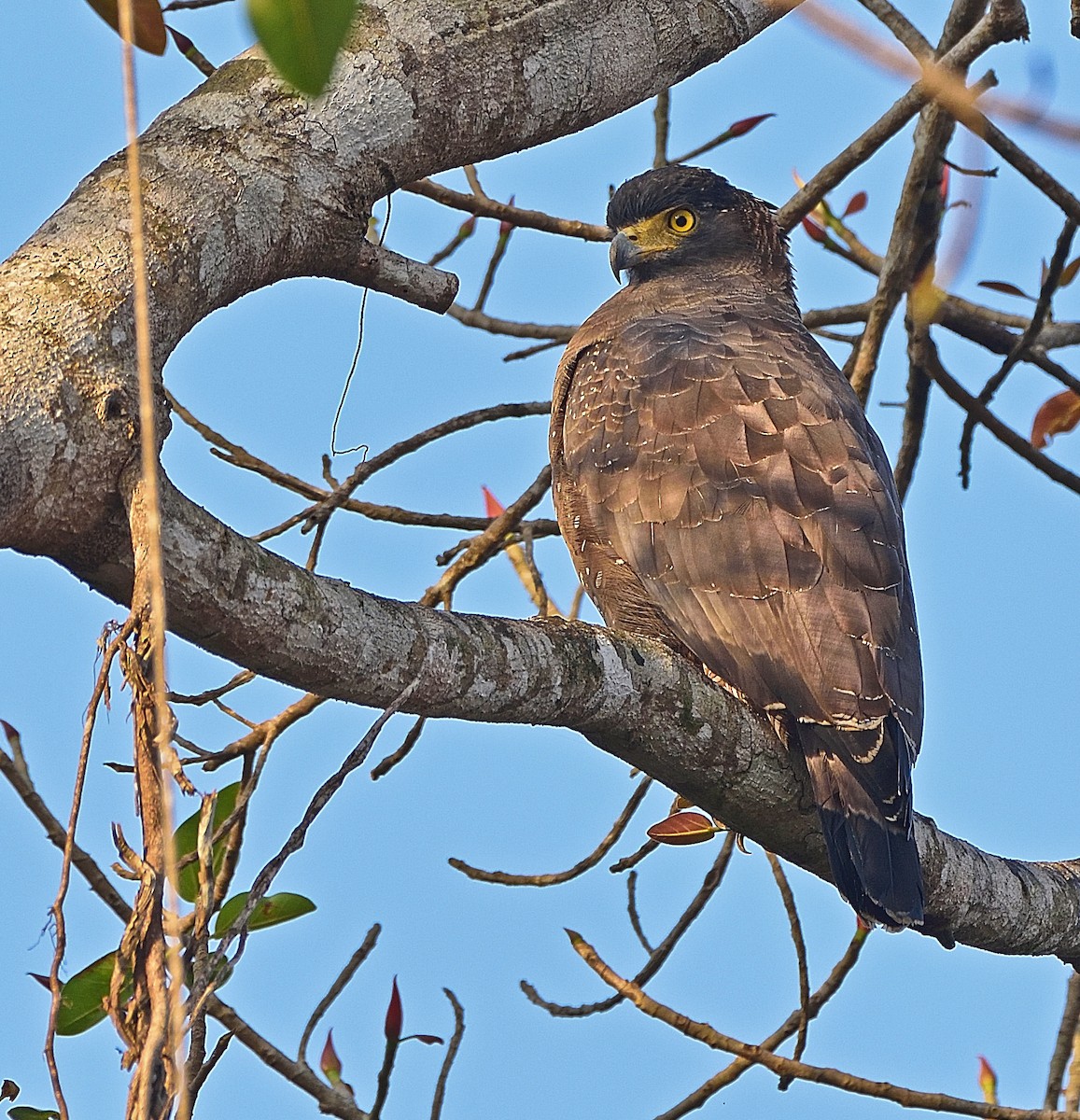 Crested Serpent-Eagle - ML79530181