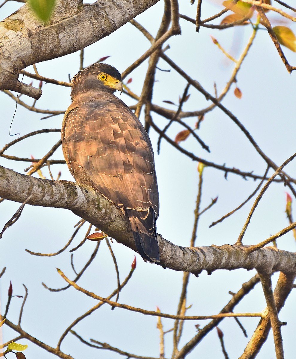 Crested Serpent-Eagle - ML79530231