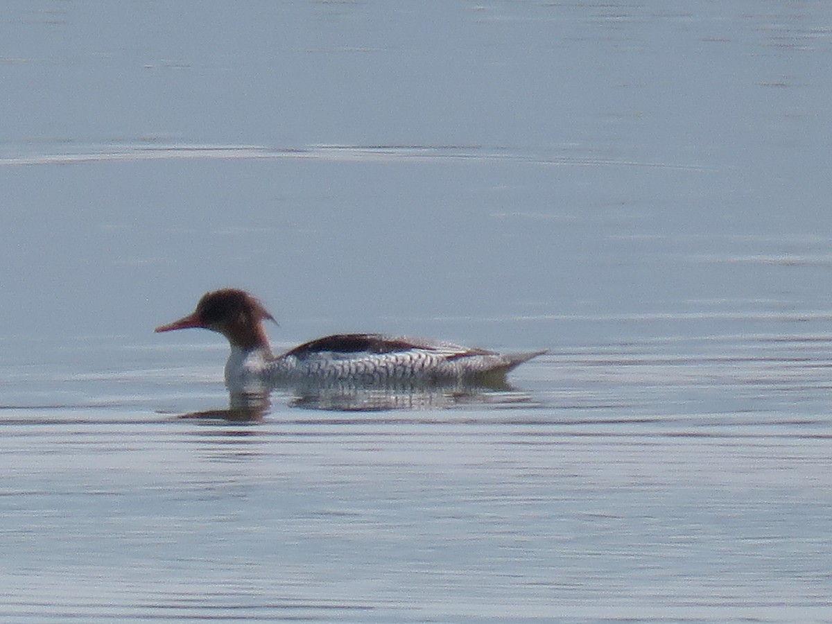Scaly-sided Merganser - You-Cheng  Chen