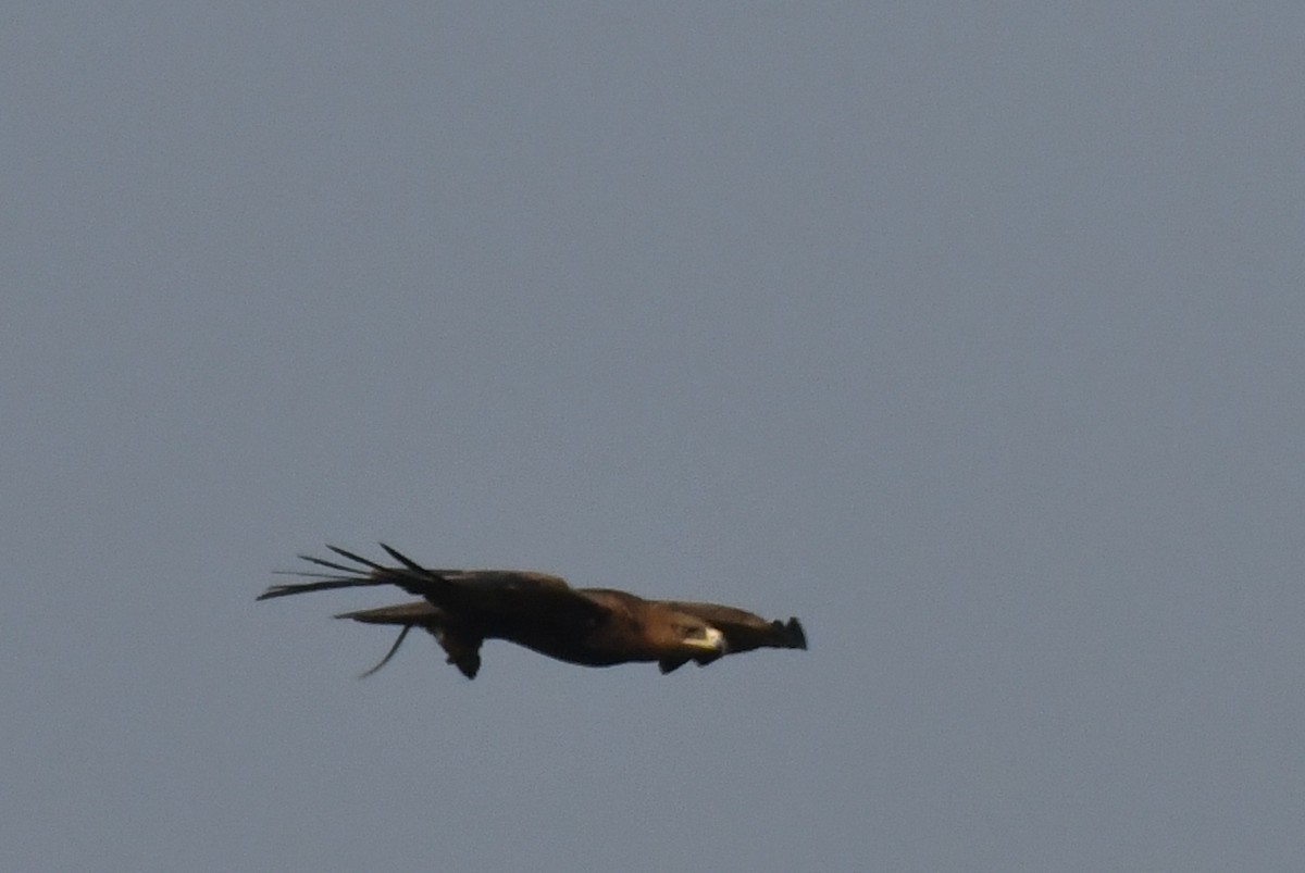 Greater Spotted Eagle - ML79531071