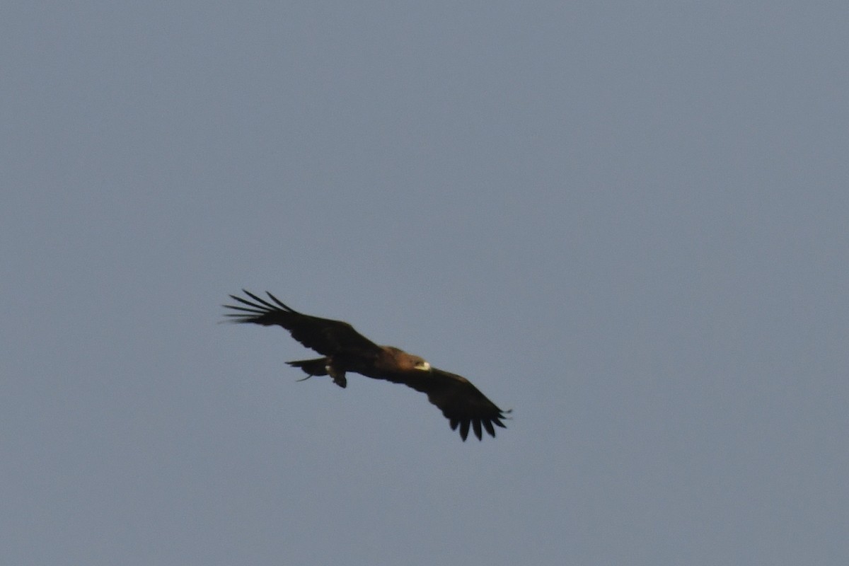 Greater Spotted Eagle - ML79531131