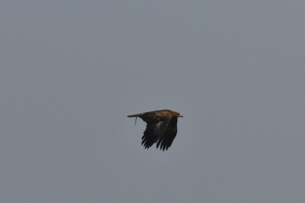 Greater Spotted Eagle - Anirudh Kamakeri