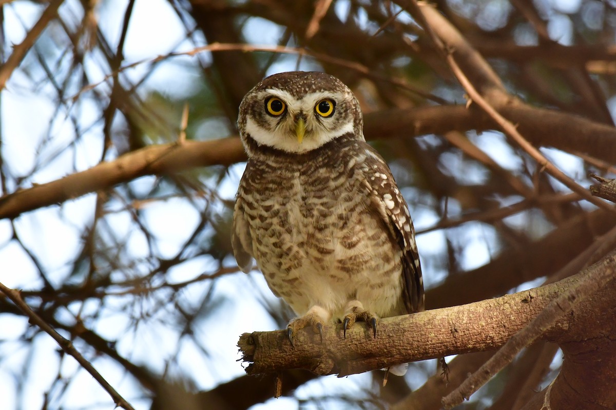 Spotted Owlet - Anirudh Kamakeri