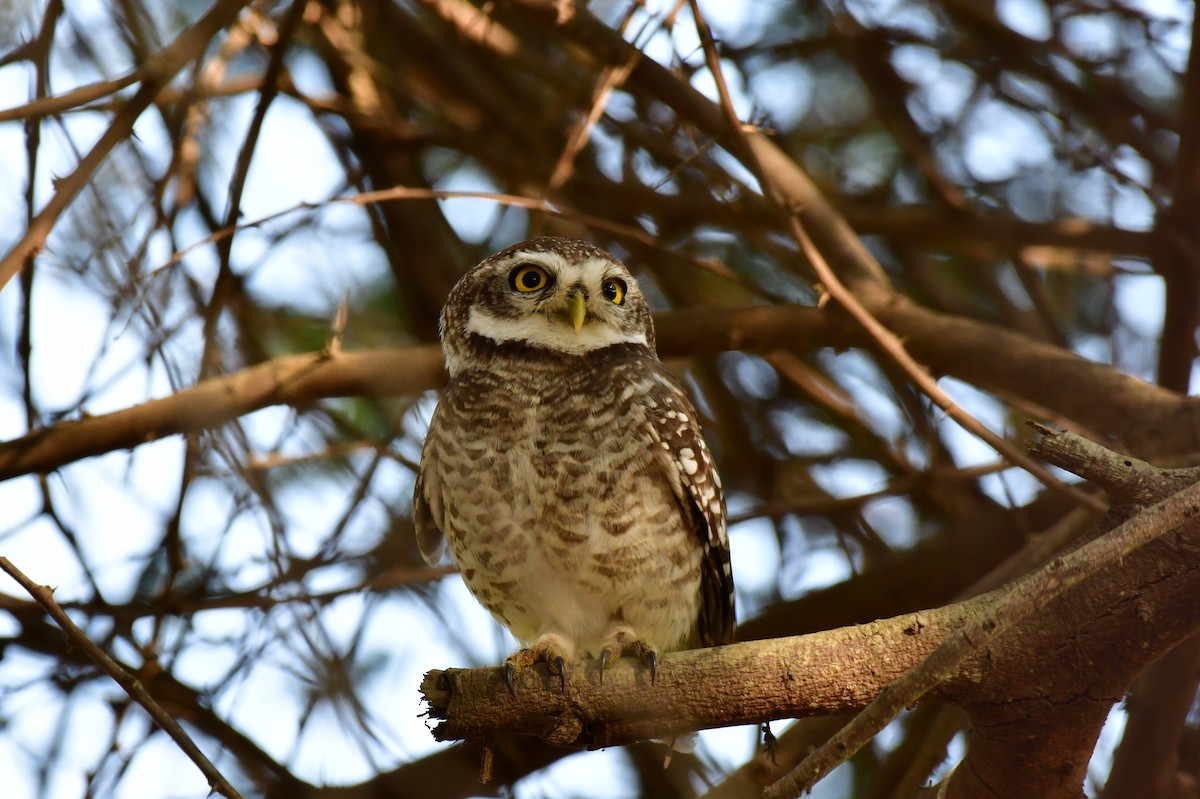 Spotted Owlet - ML79532231
