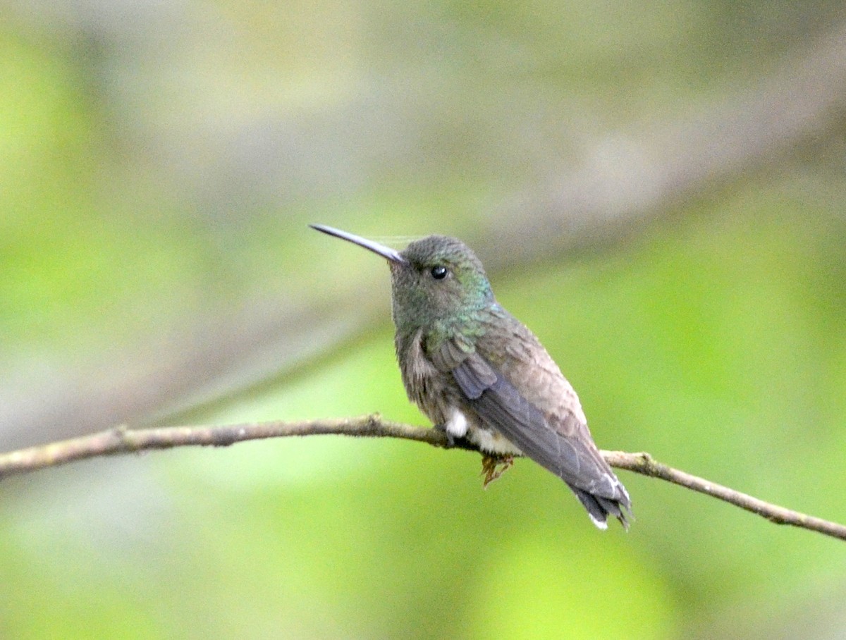 Green-bellied Hummingbird - Nikolaj Mølgaard Thomsen
