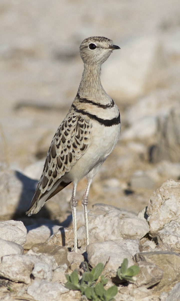 Double-banded Courser - ML79534441