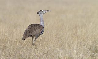  - Kori Bustard