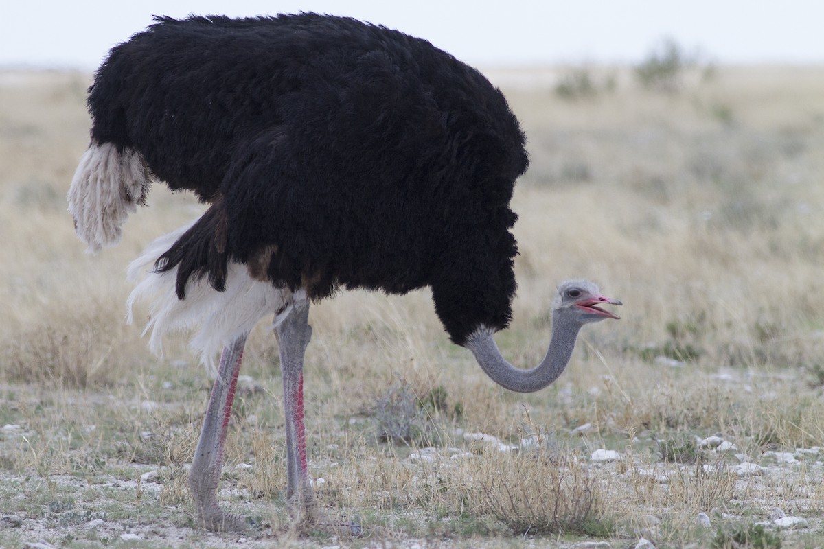 Common Ostrich - Cal Gesmundo