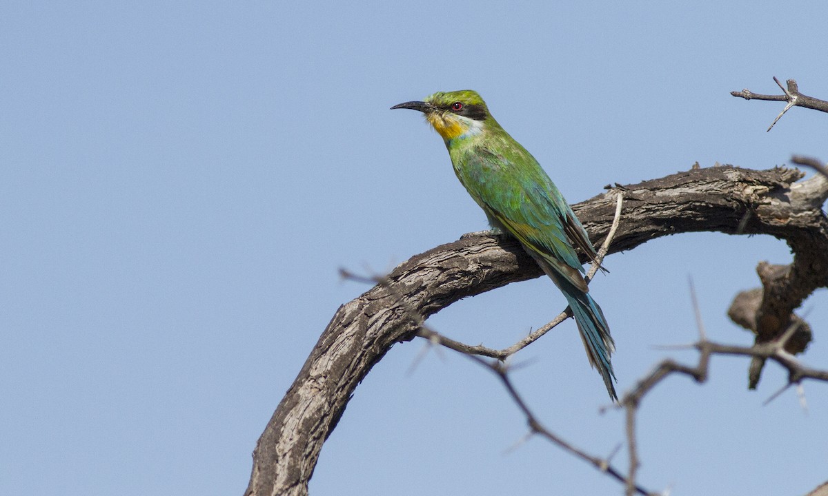 Swallow-tailed Bee-eater - ML79534781