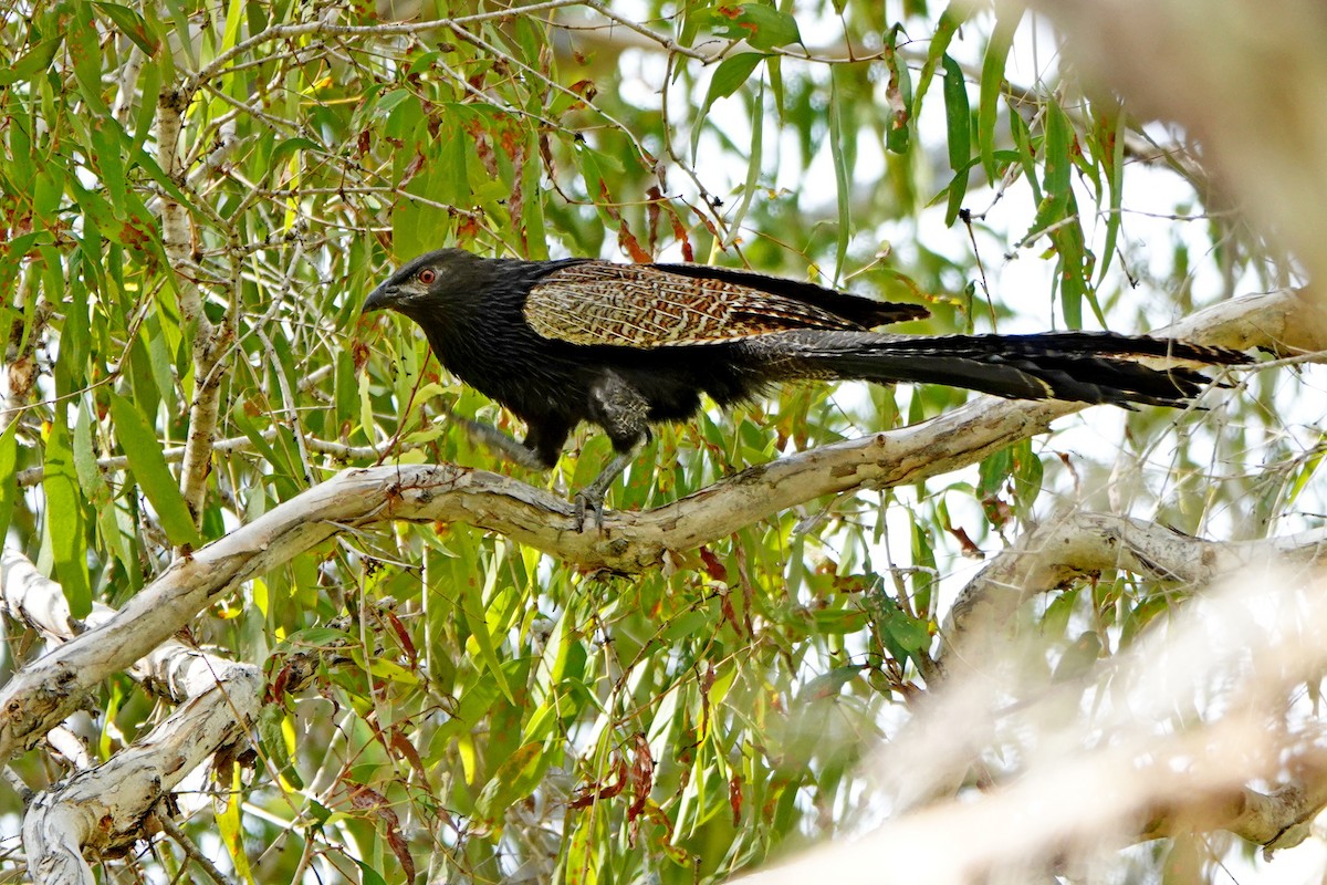 Pheasant Coucal - Len and Chris Ezzy