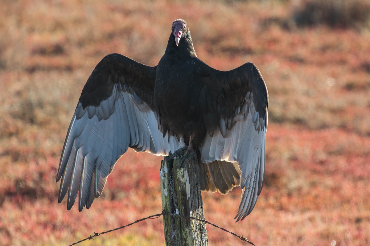 Turkey Vulture - Peggy Rust