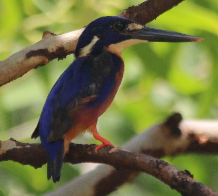 Azure Kingfisher - Magen Pettit
