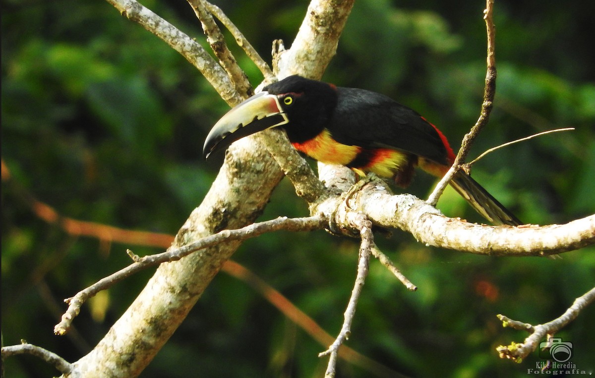 Collared Aracari - Enrique Heredia (Birding Tours)