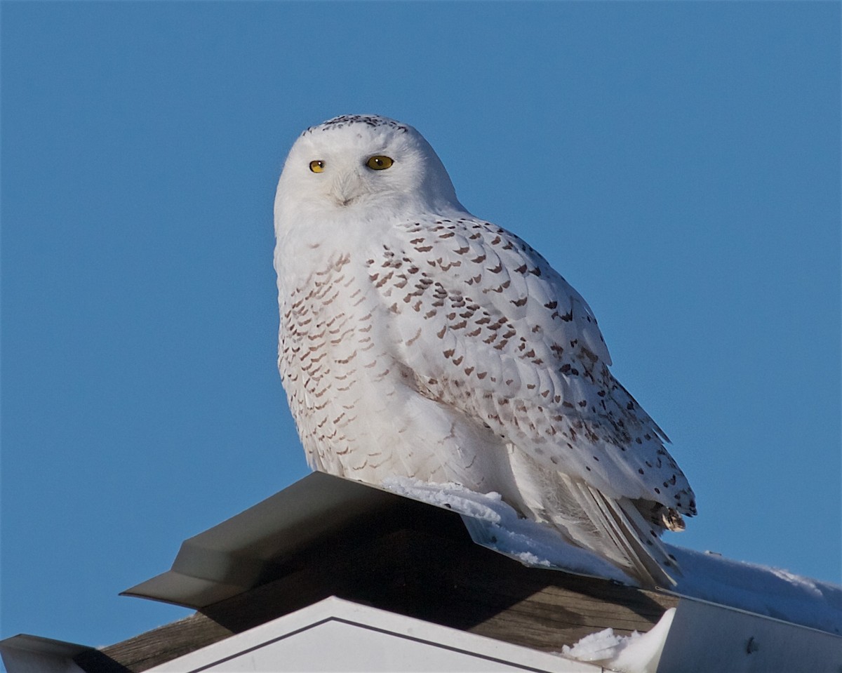 Snowy Owl - ML79540251