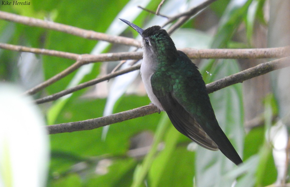 Wedge-tailed Sabrewing - Enrique Heredia (Birding Tours)