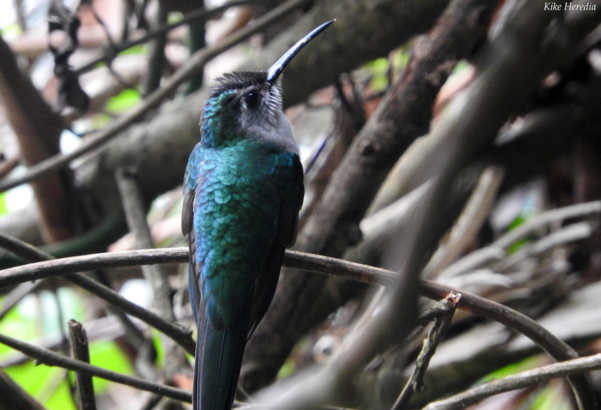 kolibřík klínoocasý - ML79541181