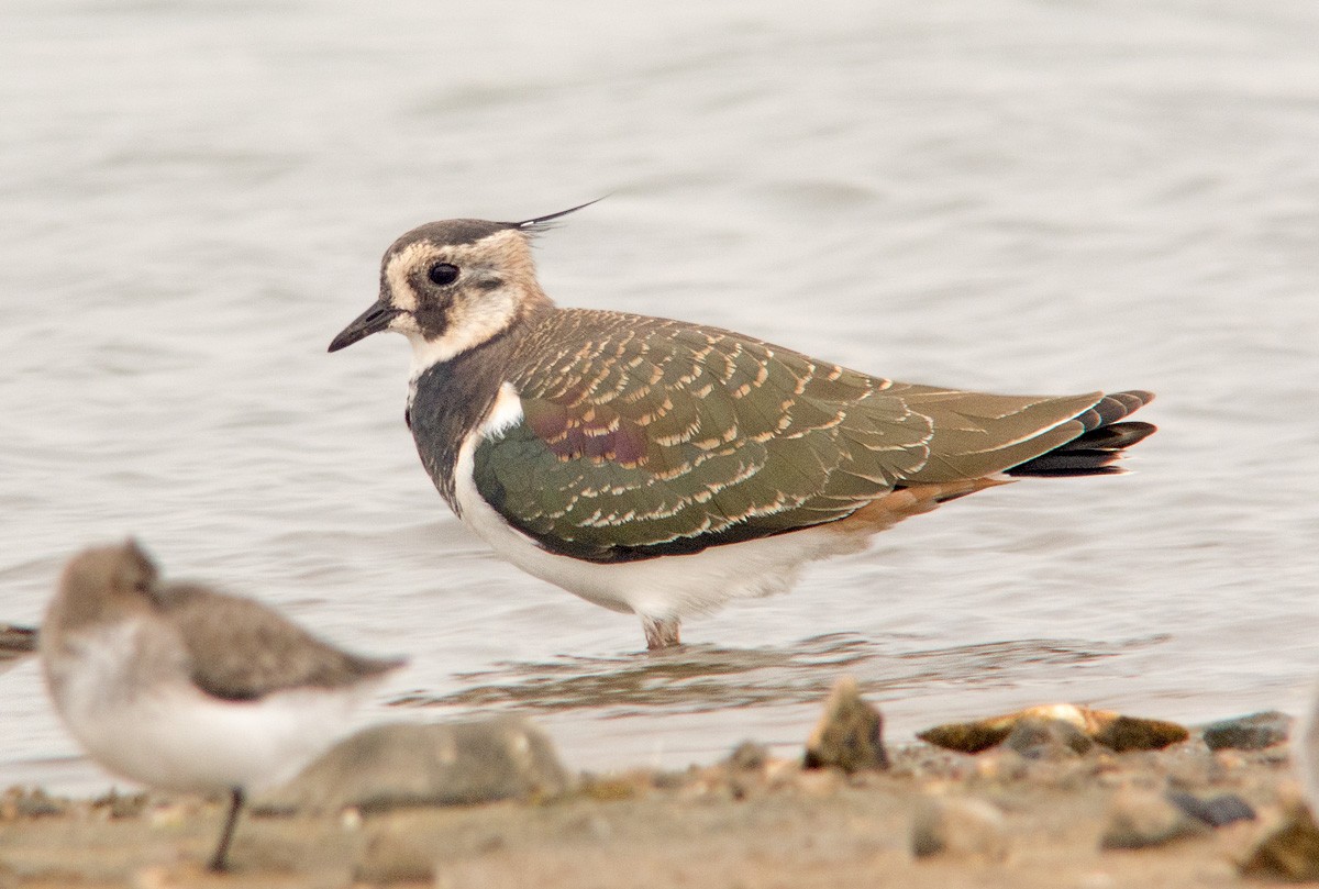 Northern Lapwing - Dave Bakewell