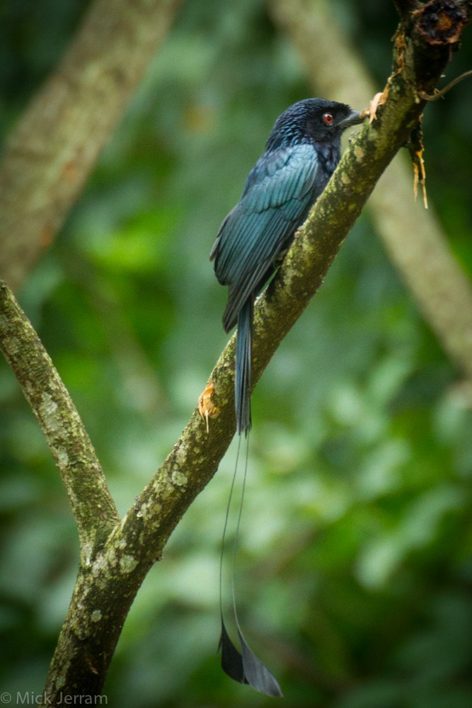 Greater Racket-tailed Drongo - Mick Jerram