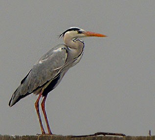 Gray Heron - Surajit  Bhadra Roy