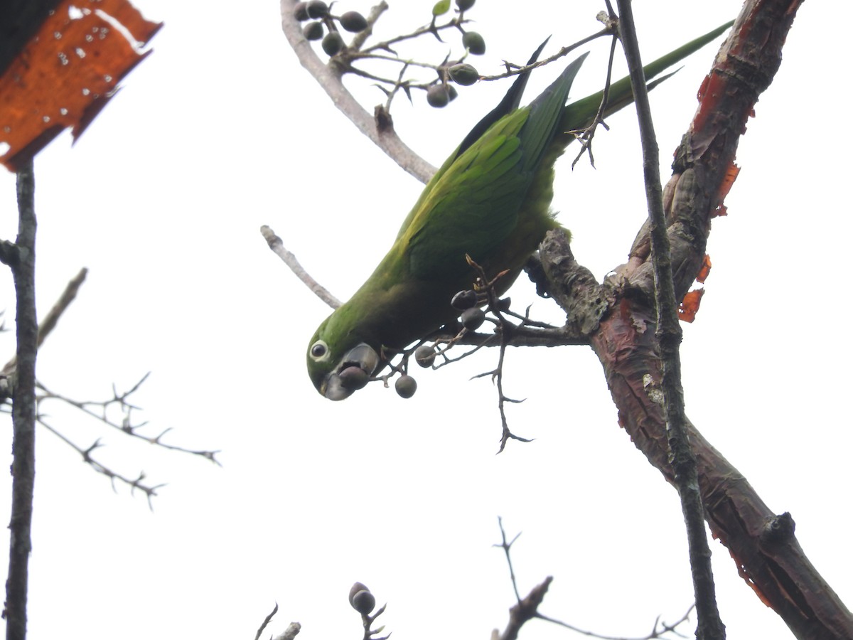 Olive-throated Parakeet - Enrique Heredia (Birding Tours)