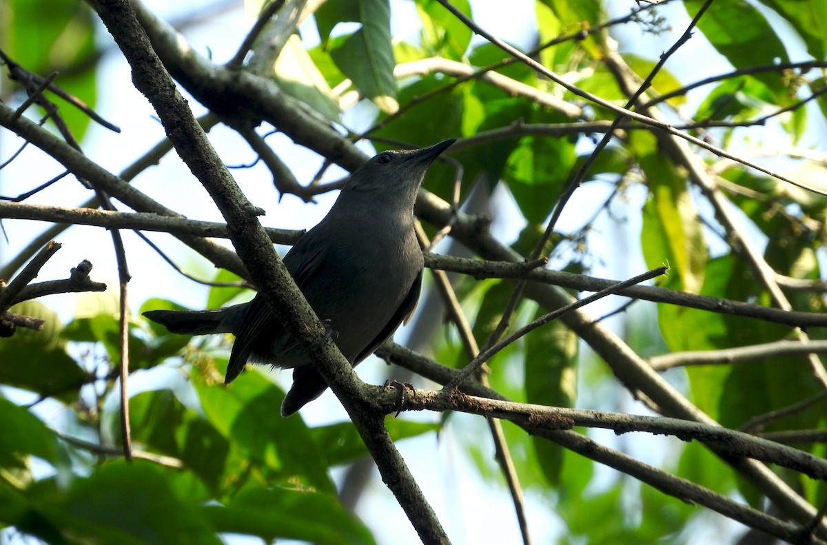 Gray Catbird - Enrique Heredia (Birding Tours)