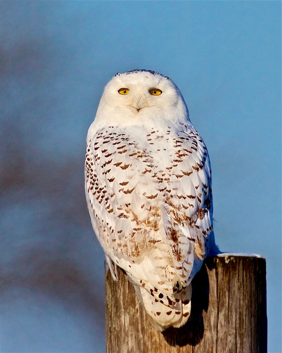 Snowy Owl - ML79545721