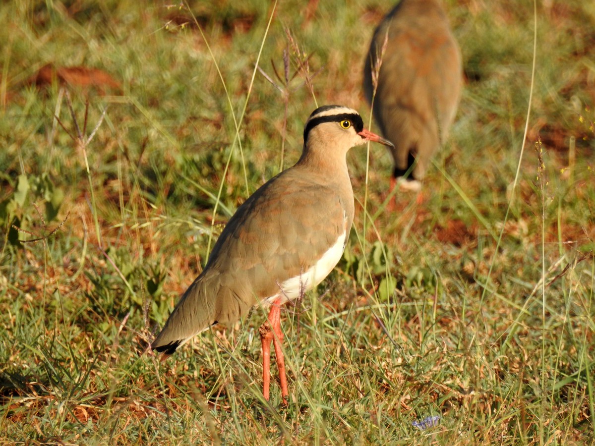 Crowned Lapwing - ML79545751