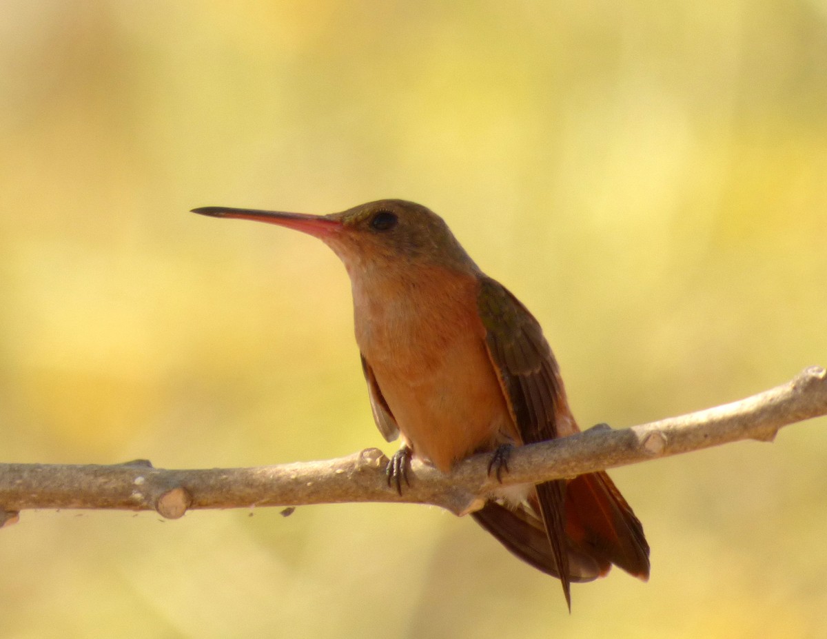 Cinnamon Hummingbird - Roselvy Juárez