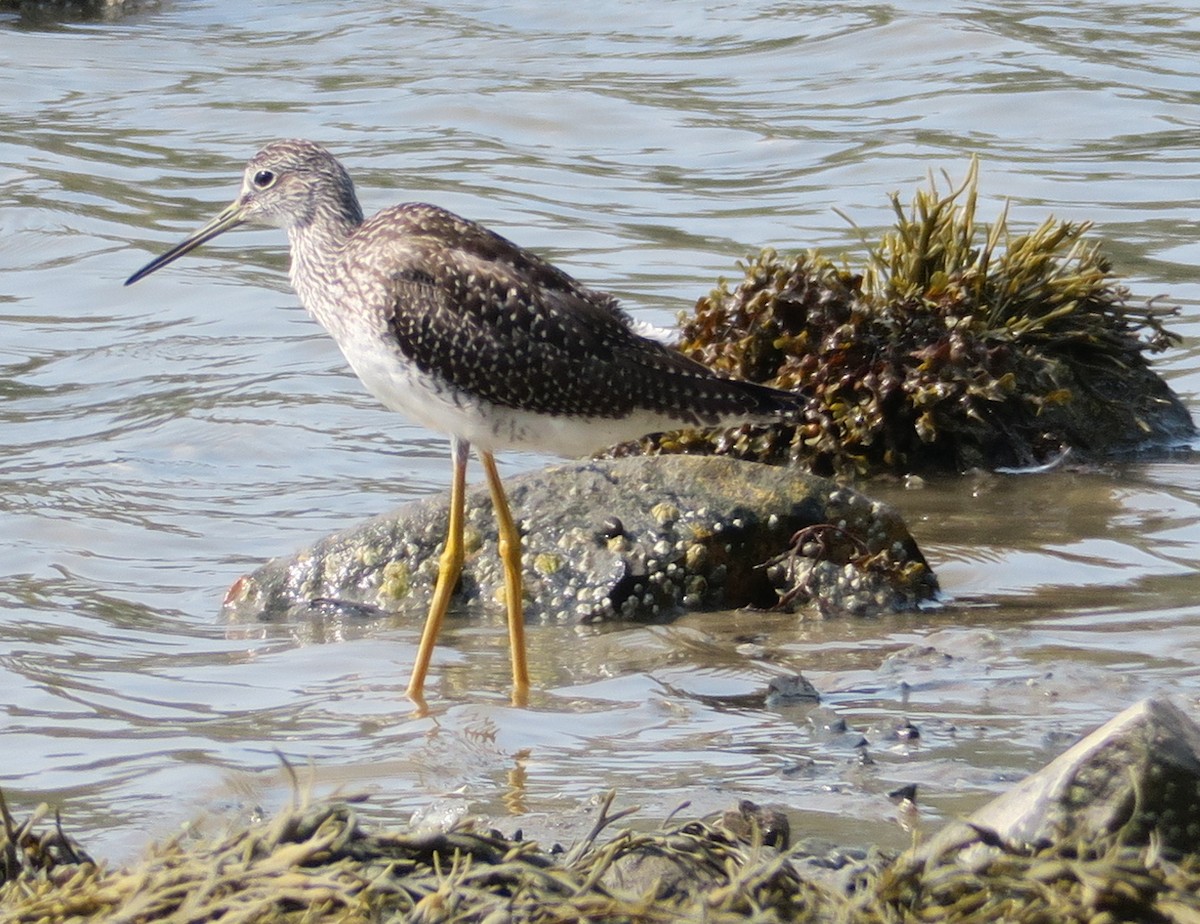 Greater Yellowlegs - Mary DeWire