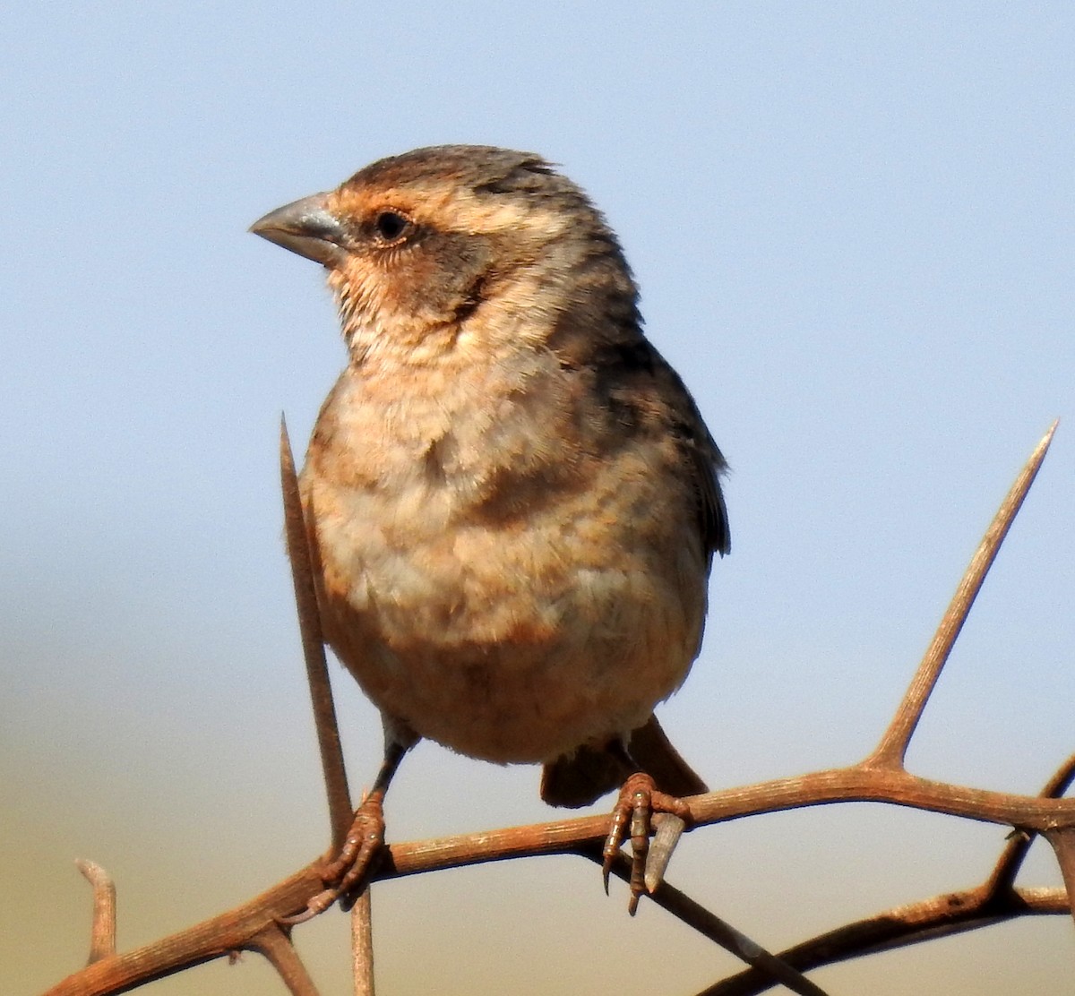 Shelley's Rufous Sparrow - bob butler