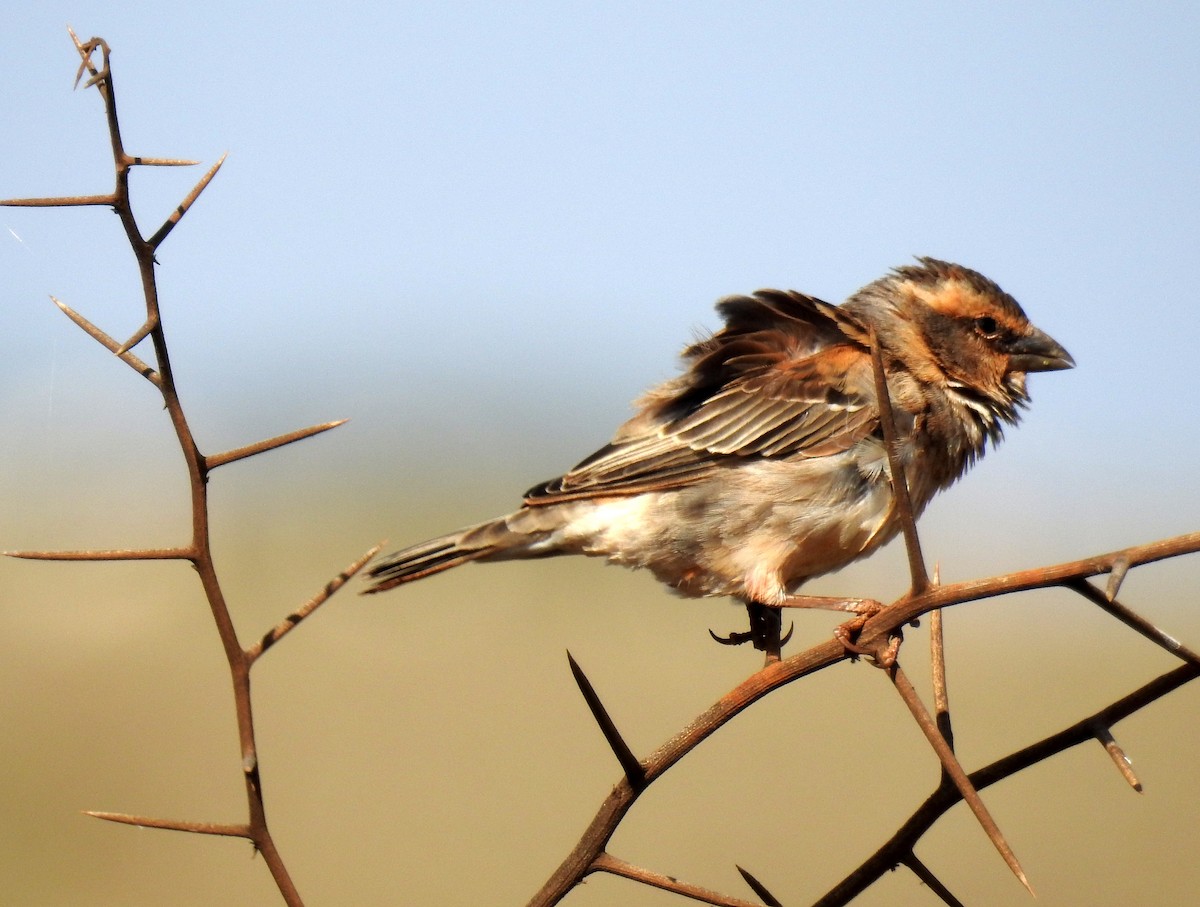 Shelley's Rufous Sparrow - ML79548231