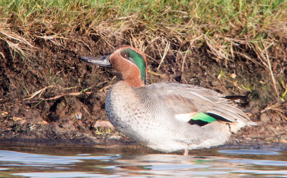 Green-winged Teal (Eurasian) - Dave Bakewell