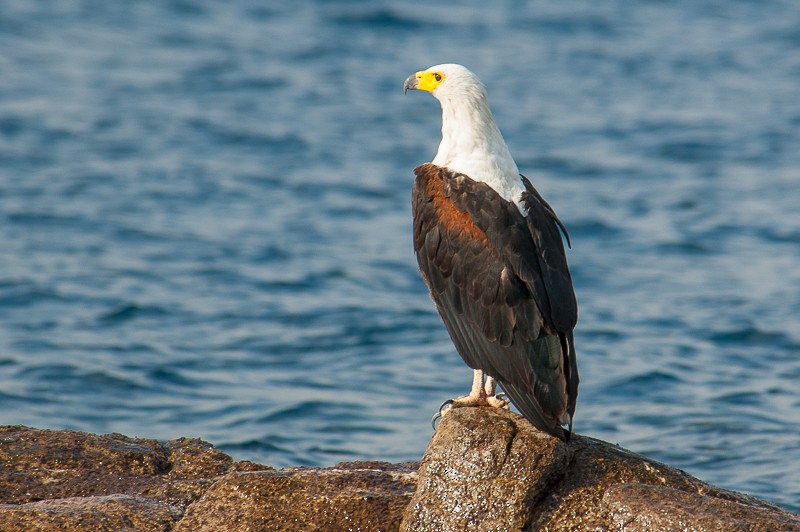 African Fish-Eagle - ML79550231