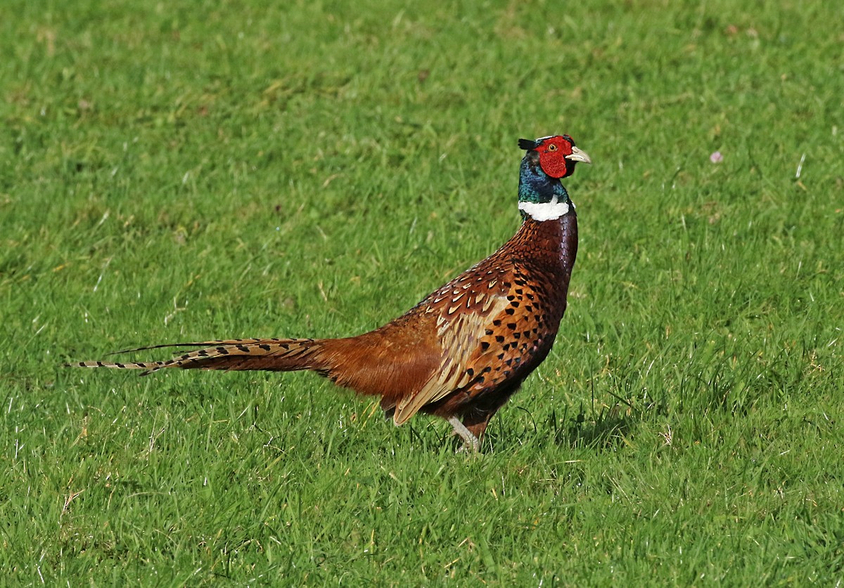 Ring-necked Pheasant - Dave Bakewell