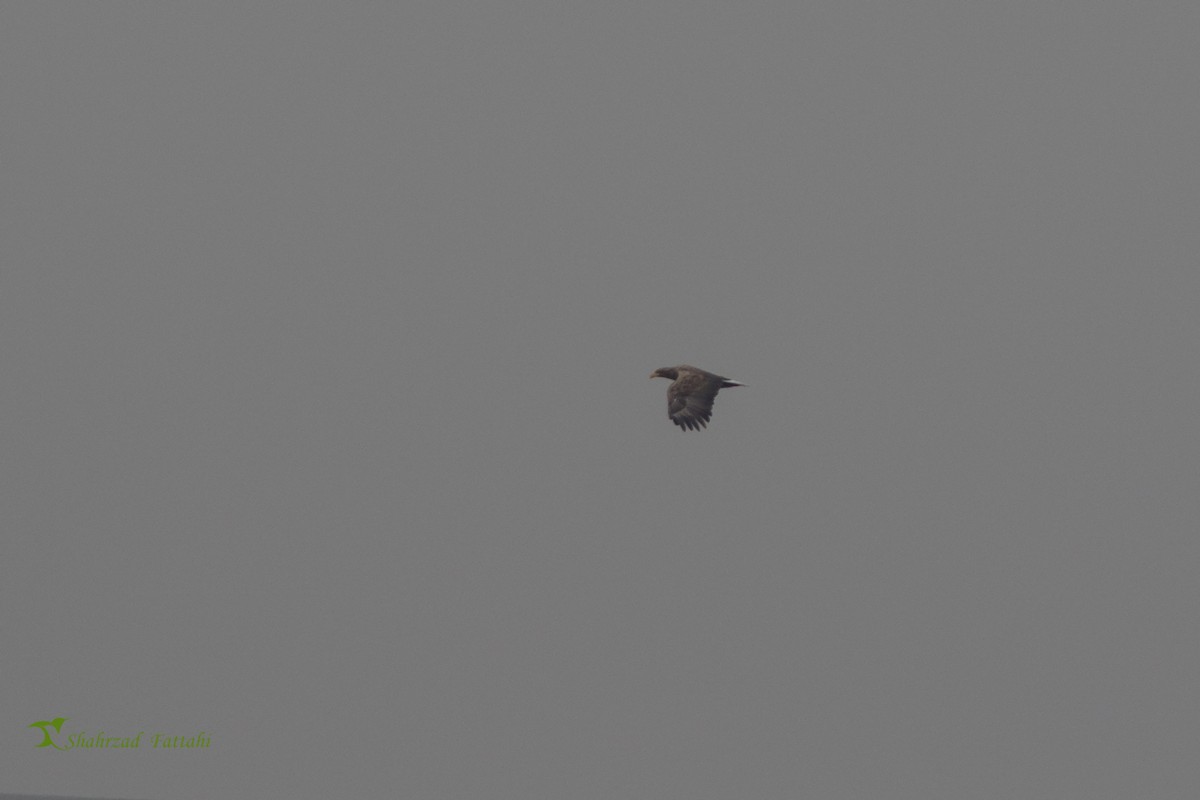 White-tailed Eagle - ML79551111