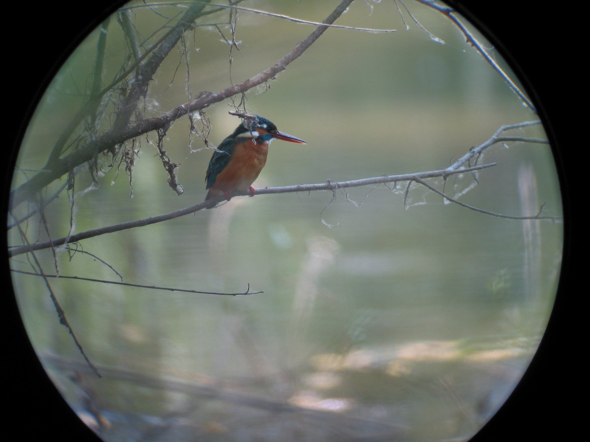 Common Kingfisher - ML79551621
