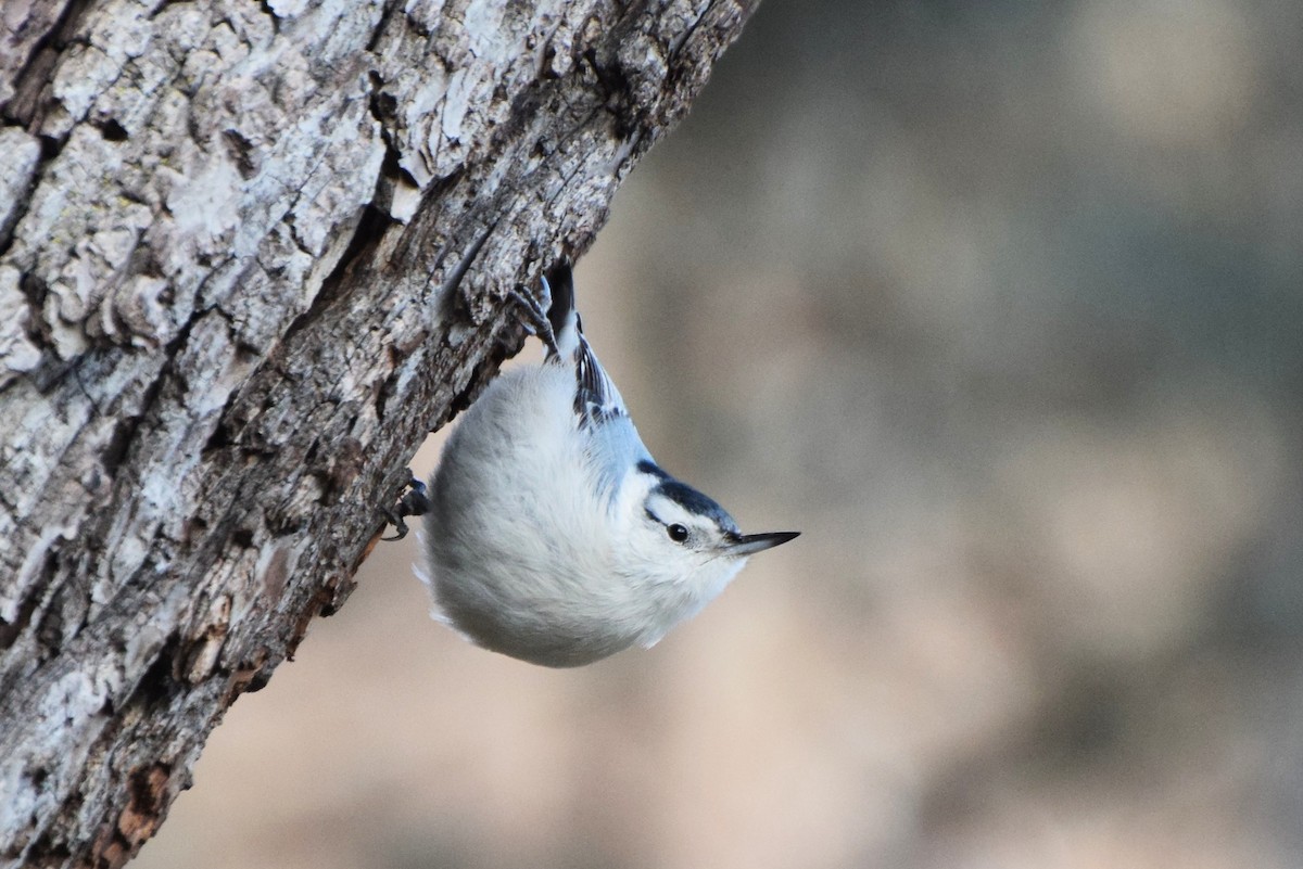 White-breasted Nuthatch - ML79552351