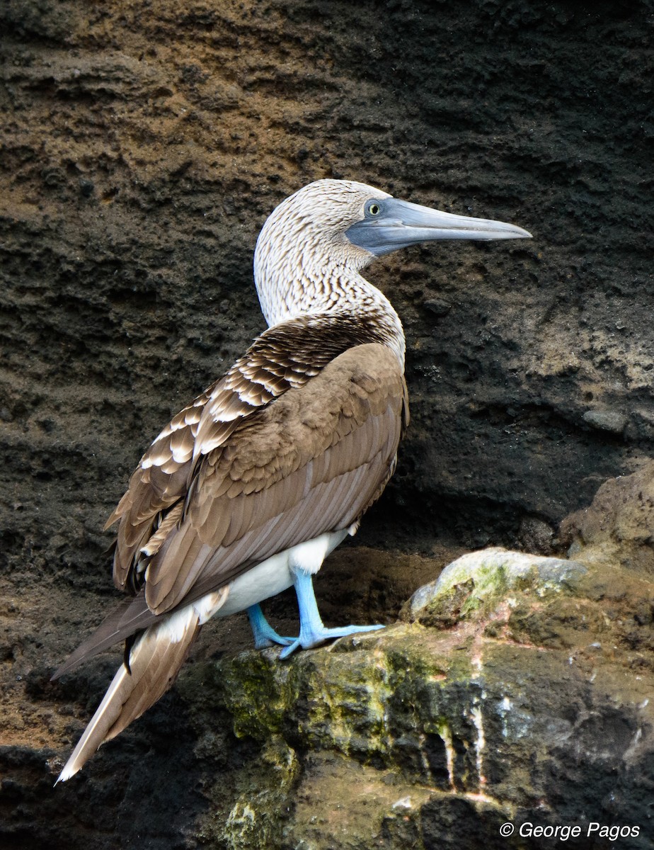 Blue-footed Booby - George Pagos