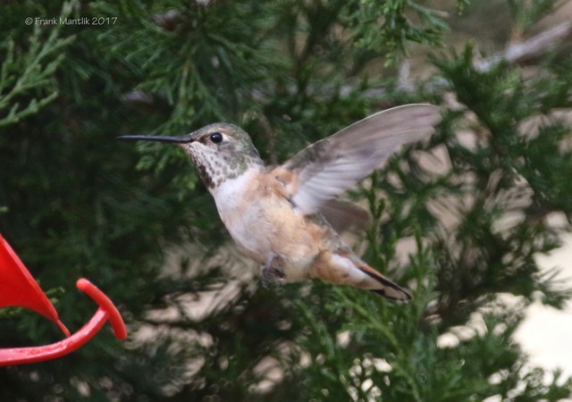 Rufous Hummingbird - Frank Mantlik