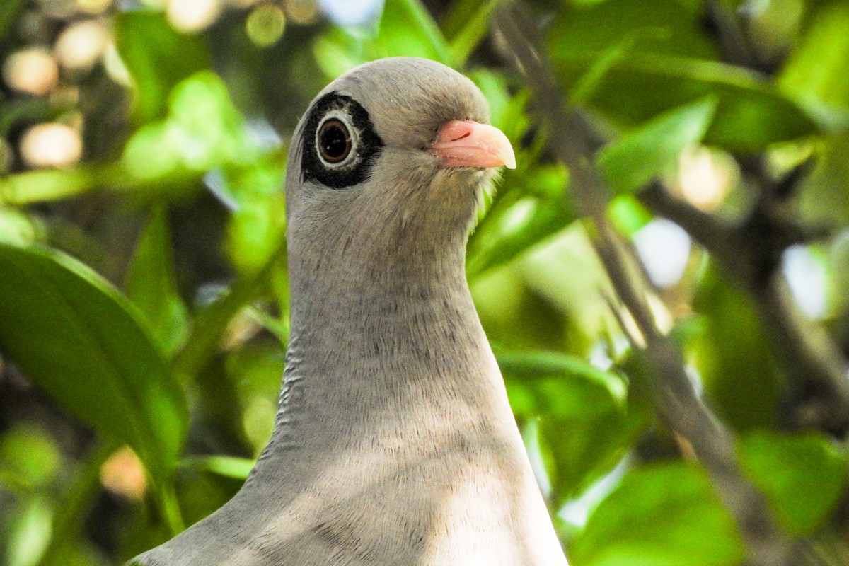 Bare-eyed Pigeon - Pat Hare